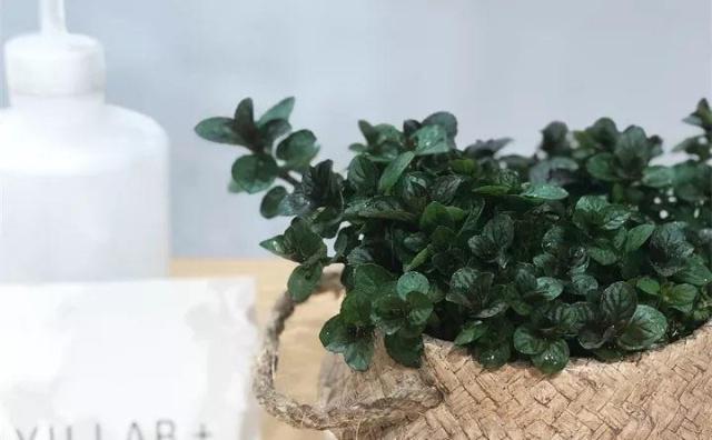 32种花养护大全，新手也能学的会，一年花开好几茬！