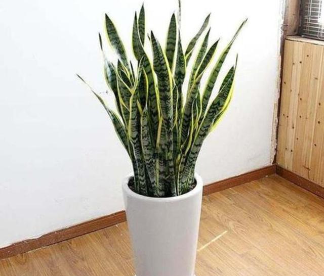 家里养7种花，清新雅致又养人，关键还好养