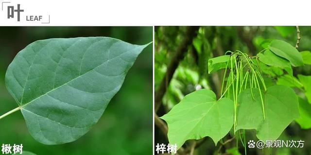 景观绿化中易混淆的植物品种。还在傻傻分不清吗