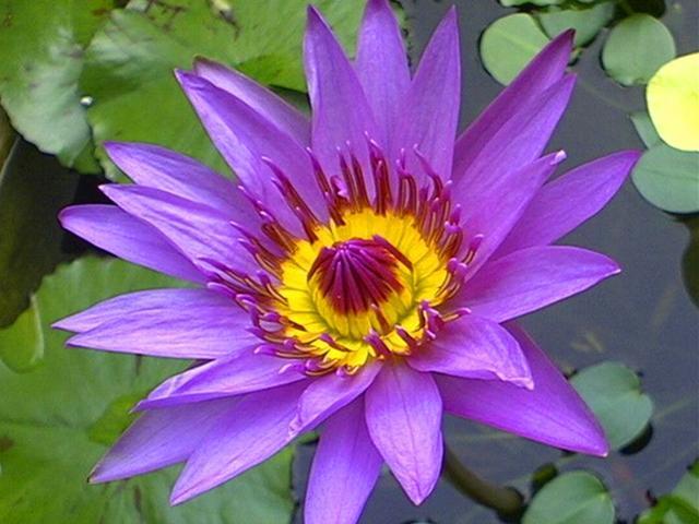 6种“娇贵花”，买之前要做好预算，不过再贵，入手一盆也不亏