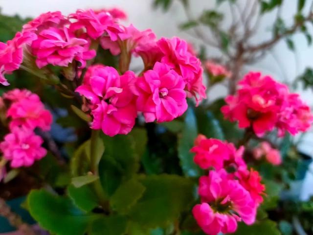长寿花没有花苞？照着“2步”做，花开一茬又一茬