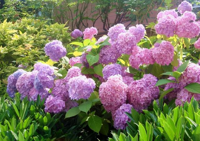 大水缸别浪费，养上大绣球花，花开似海，风景秀丽