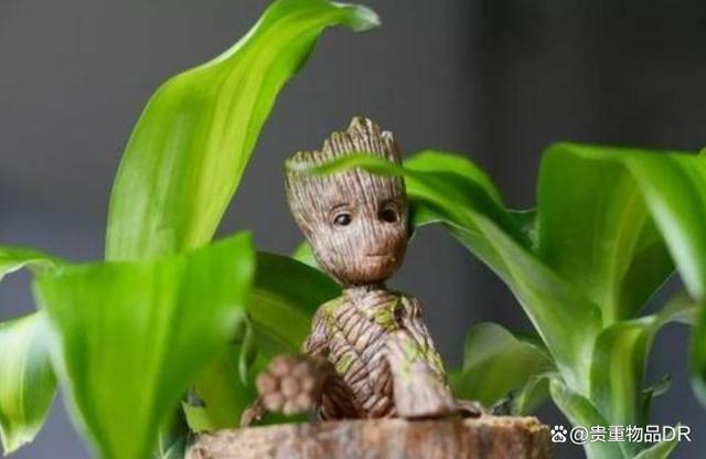 巴西木如何快速发芽