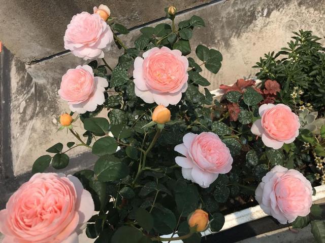 家里阳台养盆瑞典女王，色彩艳丽，花香怡人，带有一种大气和高贵