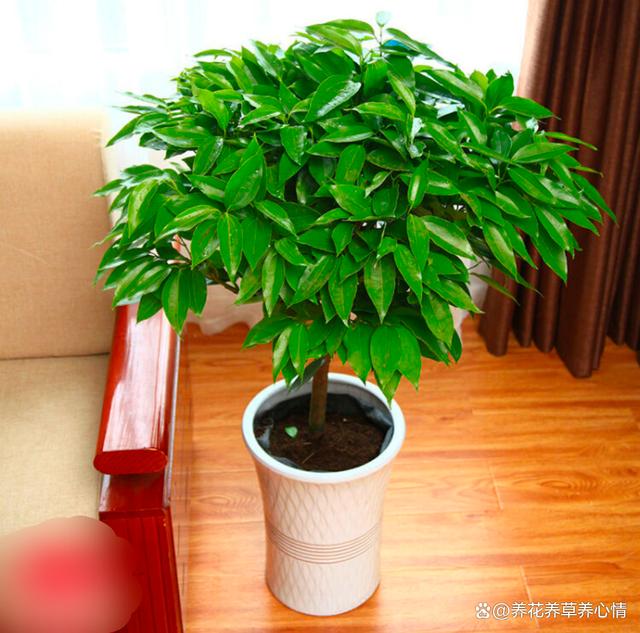 5种花，高颜值又好养，摆在家里寓意“招财纳福”，对身体也好