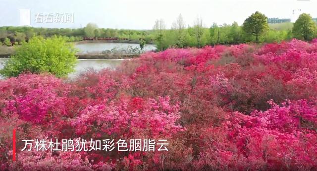 庐江：人间最美四月天 杜鹃花开别样红