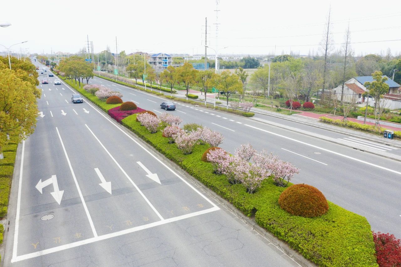 一路繁花相伴，崇明这条花路真浪漫！