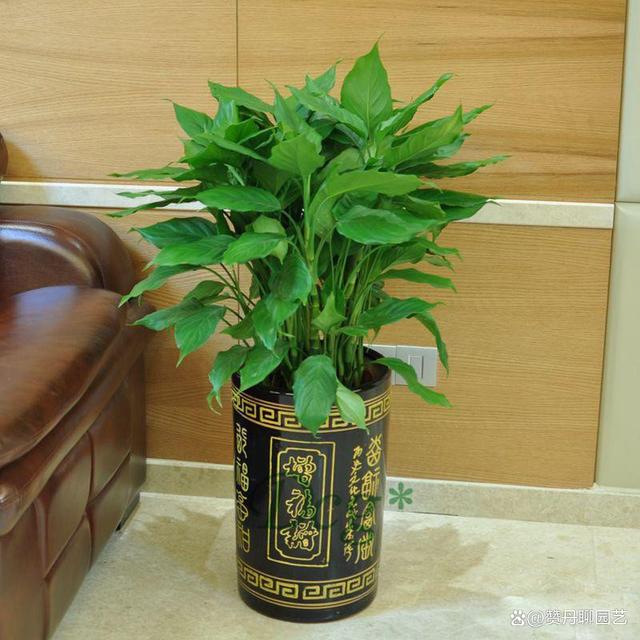 适合新手种植的六种盆栽花卉
