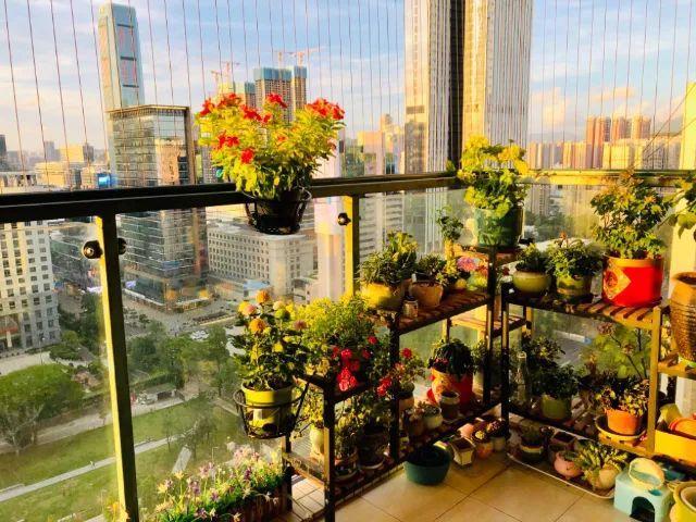 6种花，夏天别乱浇水，浇水不控制，度夏成“麻烦”