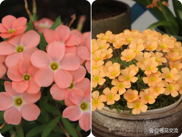 秋植酢浆草养护指南