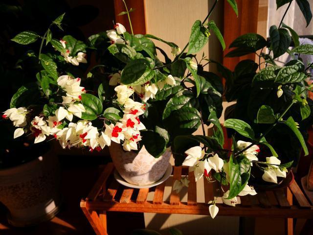4种耐热花，天热不要“断粮”，多浇一壶水，或许就能多开一茬花