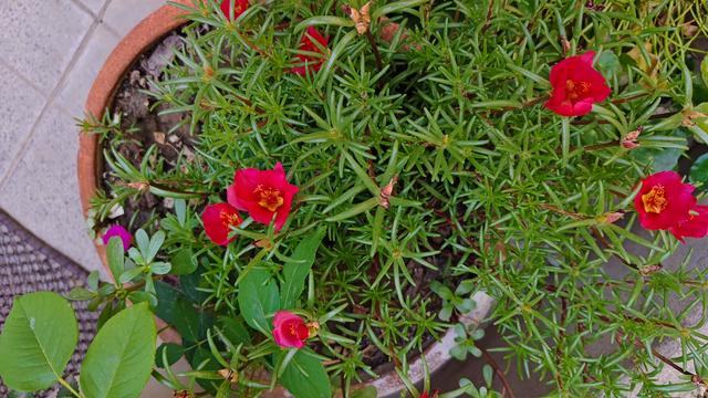 聪明人都喜欢养的5种花，能身体强壮，还越来越“富有”！