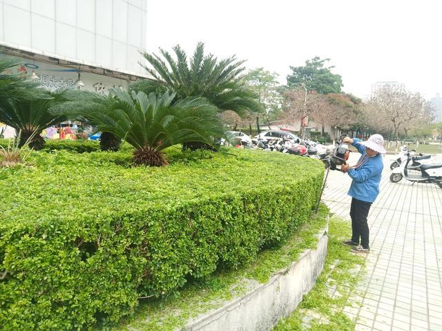 曾随处可见的7种“绿化树”，如今想见一种都难，不适合终会淘汰