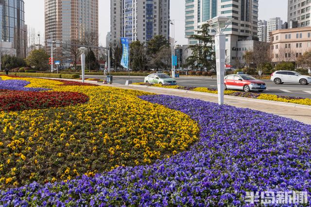 花卉景观扮靓街头