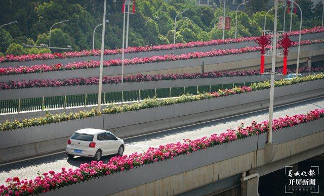 月季扮靓街头，昆明花开如海
