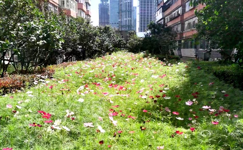 长春市“还绿行动”打造幸福美好家园