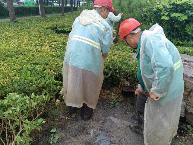 道路环境绿化美化无死角，李沧营造洁净靓丽城区景观