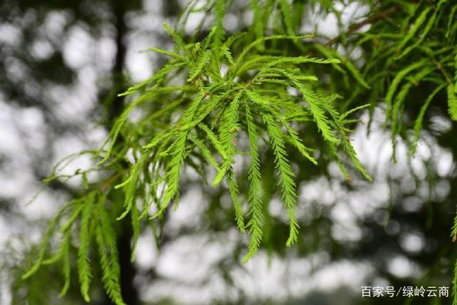 来看，“常绿”园林绿化植物汇总！