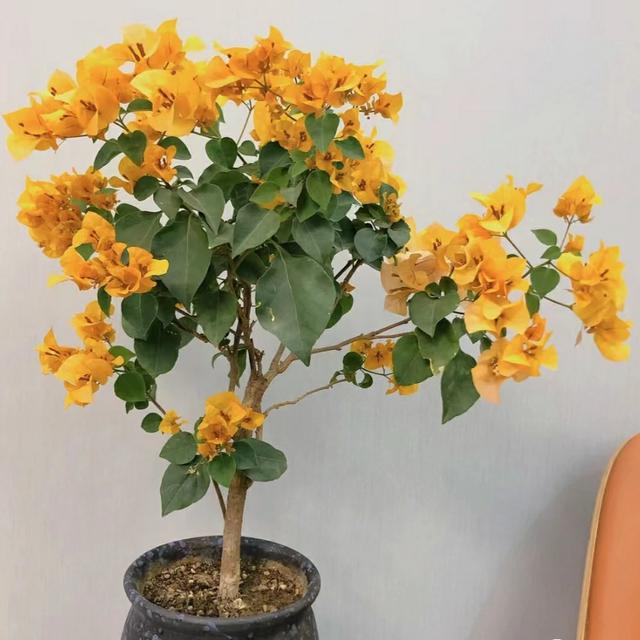 三角梅怎么催花？花后怎么修剪？花量太少要这样处理