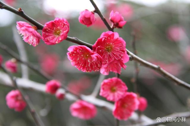 梅花的生长环境和栽种方法