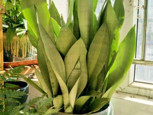 “多光照、多通风、少浇水”，懒养的6种花，满足这3条才能长势旺