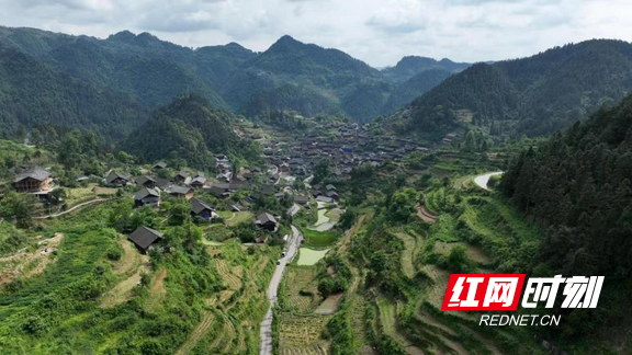 古丈：小小“扶贫叶”长成乡村振兴“致富树”