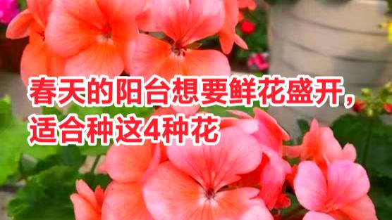 春天的阳台想要鲜花盛开，适合种这4种花