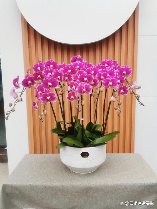 这4种花“不能换盆”，一换就死，很难挽救回来！