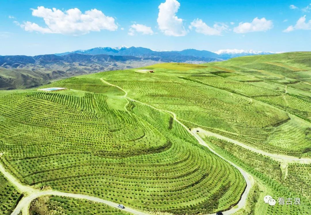 东西两山绿化再现苍松美景
