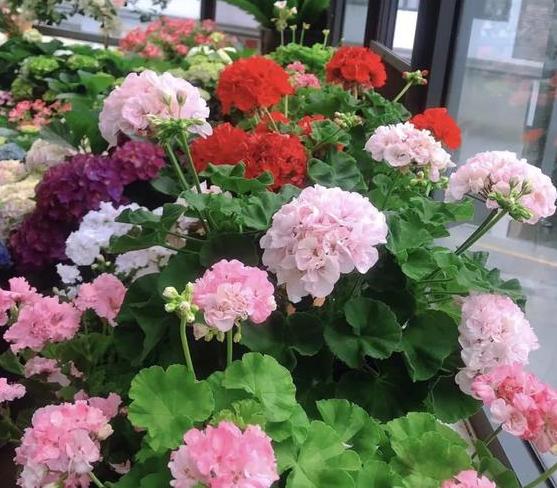 夏天养5种花，选择北阳台，不然“收空盆”！