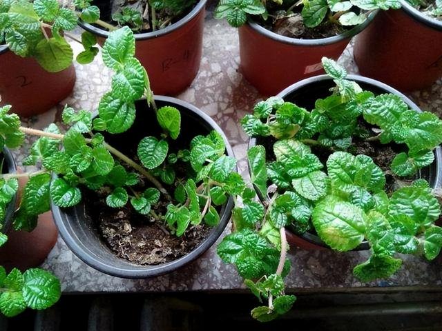 6种“入侵花”，别养院子里，种子太凶猛，一旦泛滥，除之不尽