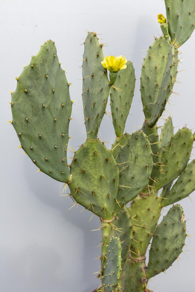 仙人掌多久开花一次