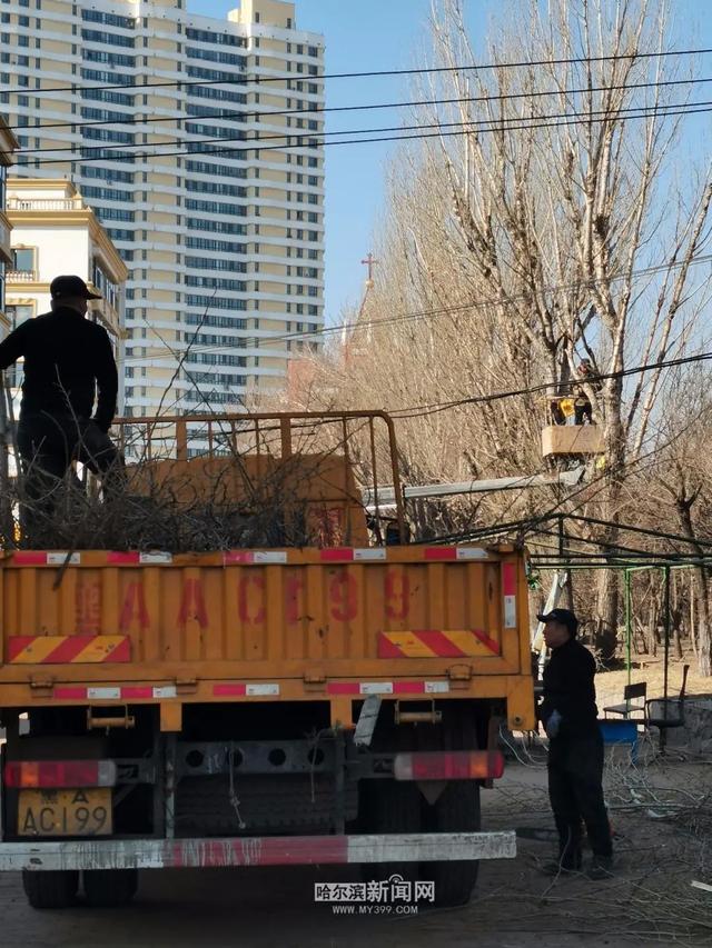 哈市园林春整深入推进，已修剪树木19万株，清理绿地356万平方米