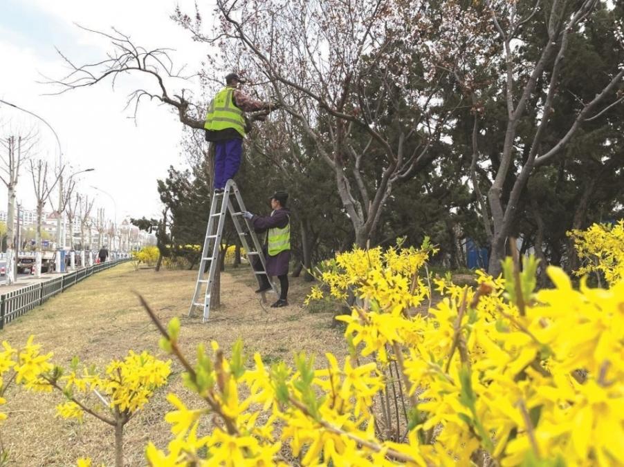 我市抢抓“黄金期”，全面提升市区绿化养护水平