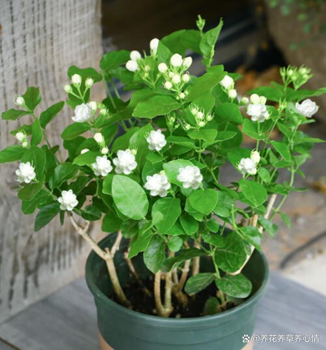 6月底，给这5种花“渴口醋”，叶片绿油油，开花还鲜艳
