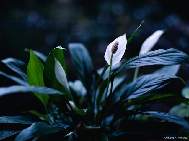 适合新手种植的六种盆栽花卉