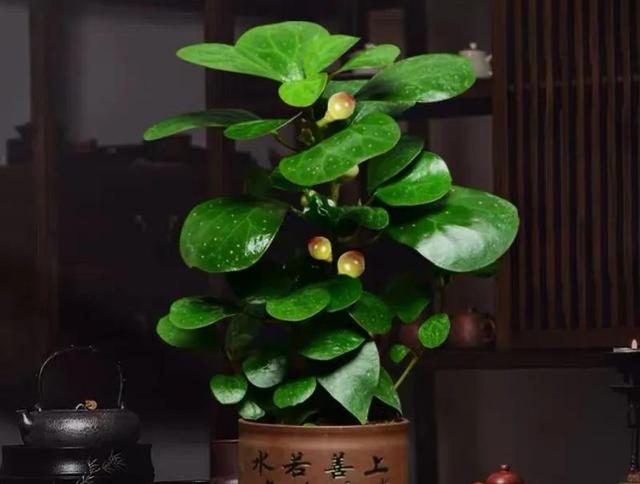最有“佛缘”的植物，栽种在家中有着极好的兆头，更能修身养性