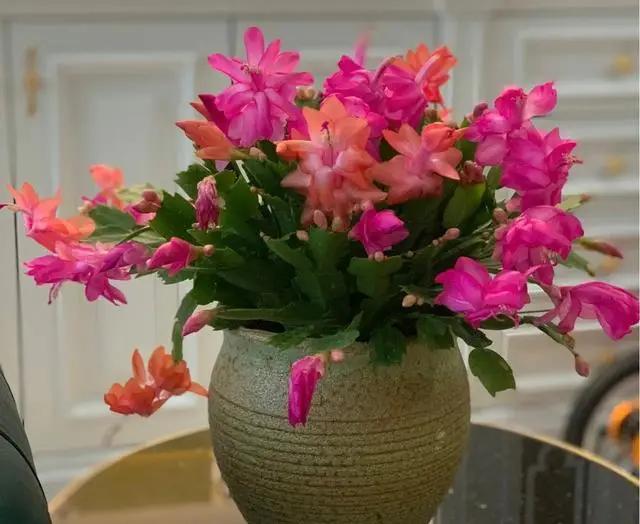 “烂大街”的5种花，很多人还当个“宝”，其实剪个枝就活！