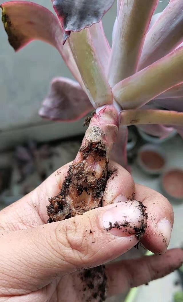 养花“禁用”5种水，浇了就烧花，黄叶死翘翘，后悔都晚了