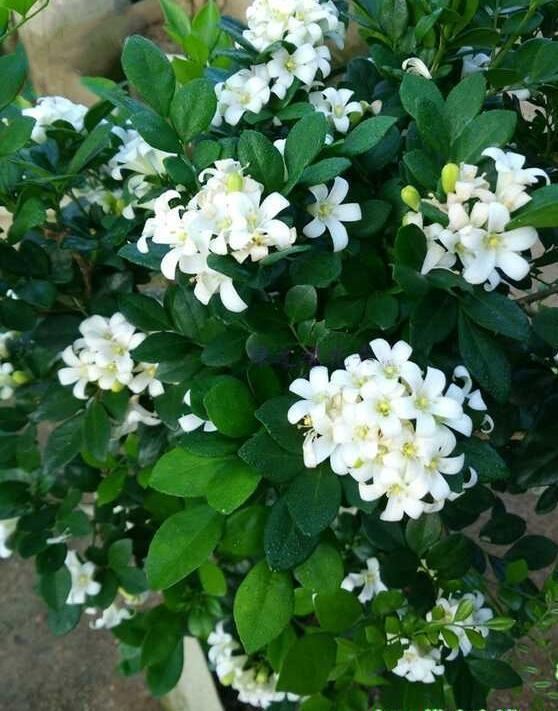 别养绿萝吊兰了，此花花期较长，比栀子还香，关键还能净化空气