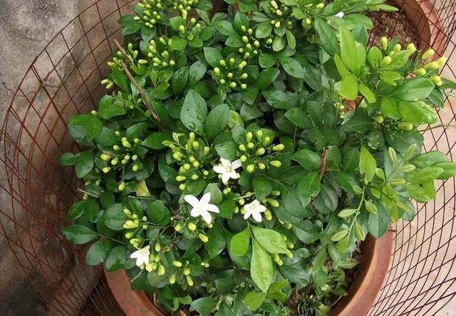 此花花色清新优雅，在院子里养一株，香气芬芳迷人，值得入手