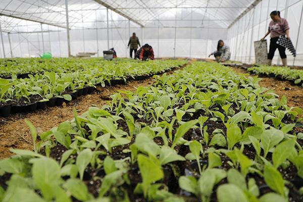 新田：大棚育苗促增收（组图）