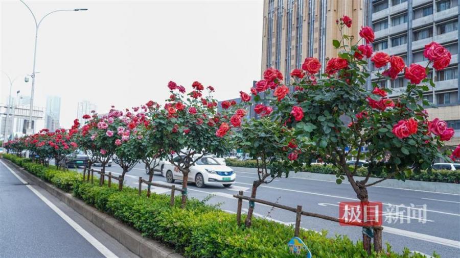 武汉：请叫我“玫瑰之城”