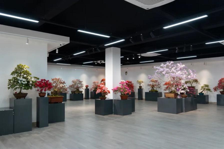 2023上海（国际）花展·滨江杜鹃花展盛装亮相
