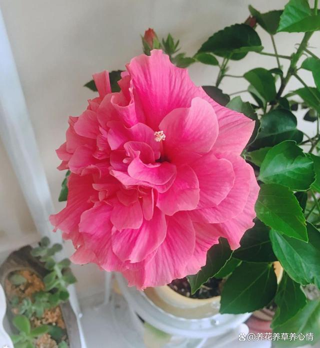6月底，给这5种花“渴口醋”，叶片绿油油，开花还鲜艳
