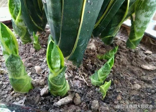 虎皮兰进入生长旺季，“3不多”要牢记，植株长势旺