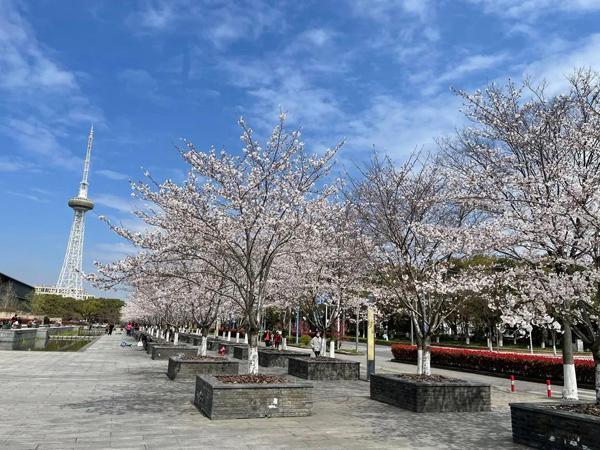 打造四季多彩的道路景观！青浦新增一条上海市绿化特色道路