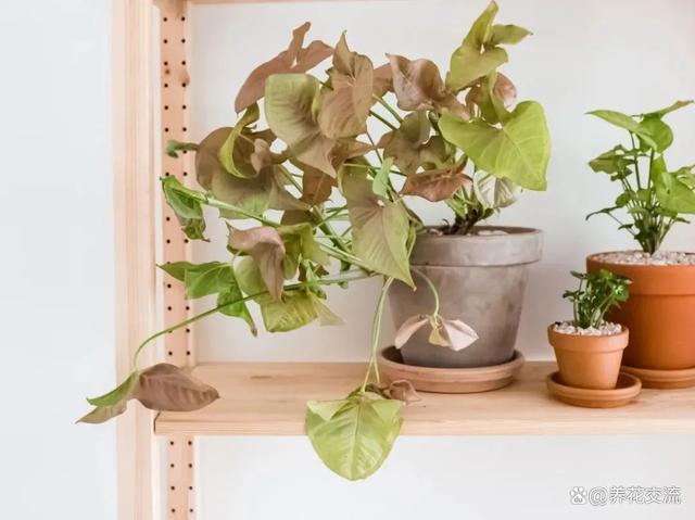 北边阳台适合养什么植物呢？开花植物有哪些选择？