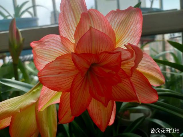 养朱顶红有3个“坑”，注意避开了，种球肥大侧芽多，开花多