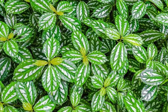 家里种什么植物好？这7种“高端”绿植，看着舒心又好养